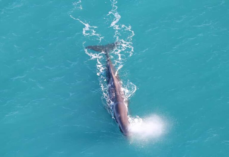 Kaikoura: Whale Watching Flight with Guided Commentary - The Sum Up