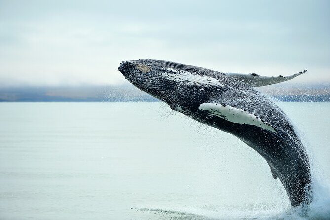Kaikura Day Tour From Christchurch (Small Group, Carbon Neutral) - Authentic Experiences and Traveler Insights