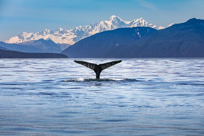 Kaikura Day Tour From Christchurch With Dolphin Encounter - Who Should Consider This Tour?