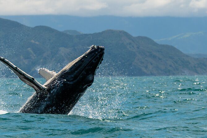 Kaikura Day Tour With Kayak Experience From Christchurch - Why This Tour Offers Real Value