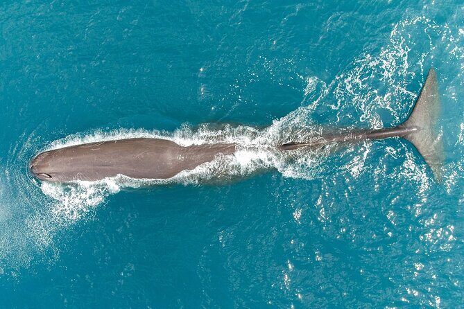 Kaikura Whale Watching Scenic Flight (40 Minutes) - Analyzing the Price and Value