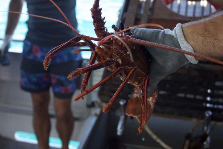 Kalbarri Crayfish Catch & Keep Tour - Who Will Enjoy This Tour?