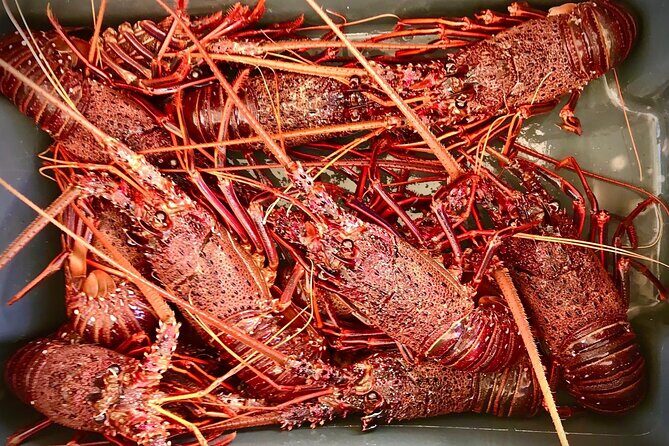 Kalbarri Rock Lobster Tours - Why This Tour Works