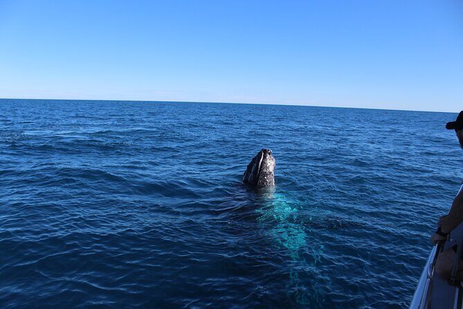 Kalbarri Whale Watching Tour - What Travelers Are Saying