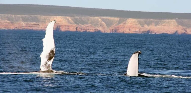 Kalbarri Whale Watching Tour - Authentic Encounters & Practical Tips