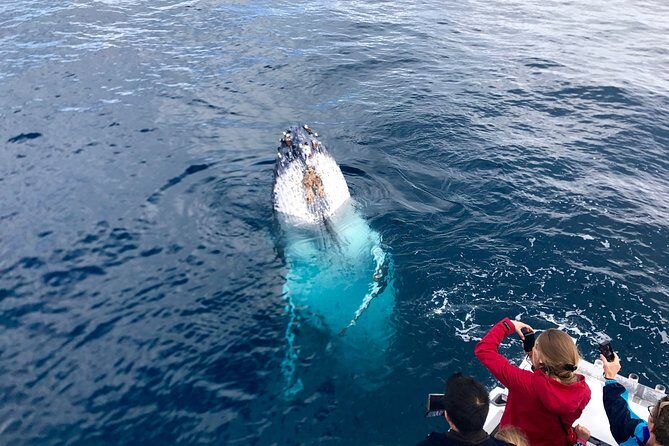 Kalbarri Whale Watching Tour Guided - Pricing and Value: Is It Worth It?