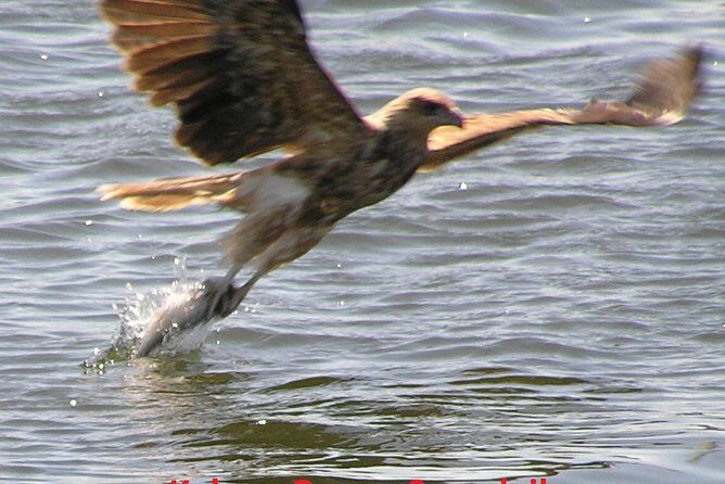 Kalgan Queen Scenic Cruises a four hour sheltered water wildlife tour daily fun. - Why This Tour Is a Great Deal