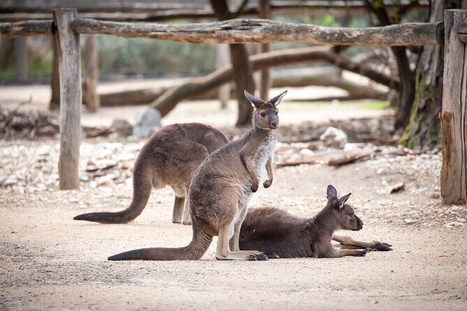 Kangaroo Experience at Healesville Sanctuary - excl. entry - Why This Experience Is Worth It