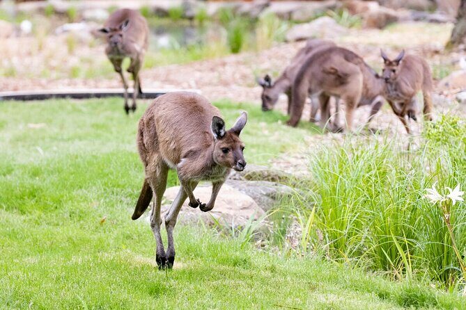 Kangaroo Experience at Melbourne Zoo - excl. entry - The Practicalities