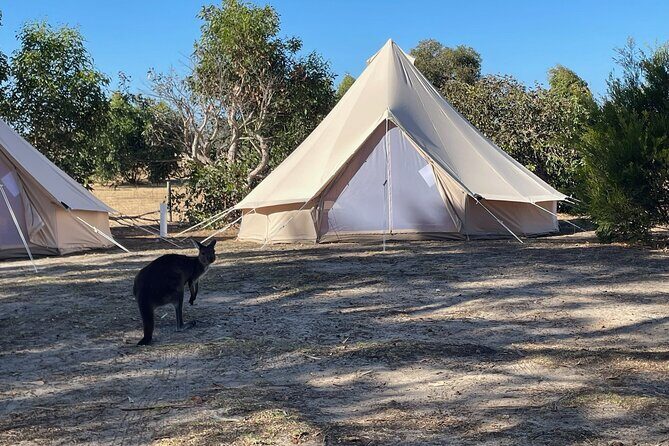 Kangaroo Island 2-Day Wildlife Adventure Small Group tour - Why Travelers Love This Tour