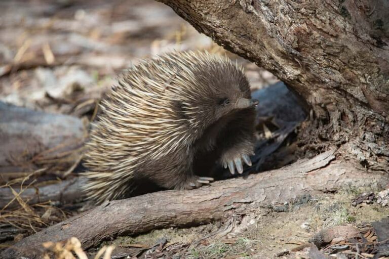 Kangaroo Island: Full-Day Guided Island Life Tour - Why This Tour Offers Great Value