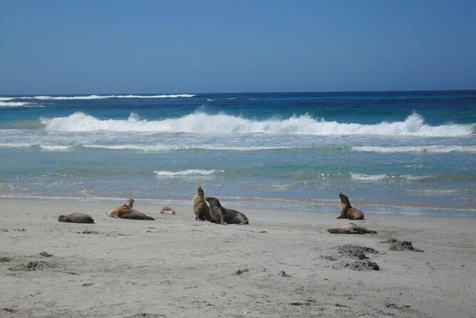 Kangaroo Island in a Day Tour from Adelaide - A Closer Look at the Itinerary