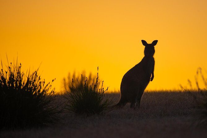 Kangaroo Island Luxury Small Group 'Flinders Chase Focus' Full Day Tour - The Heart of the Tour: Flinders Chase National Park