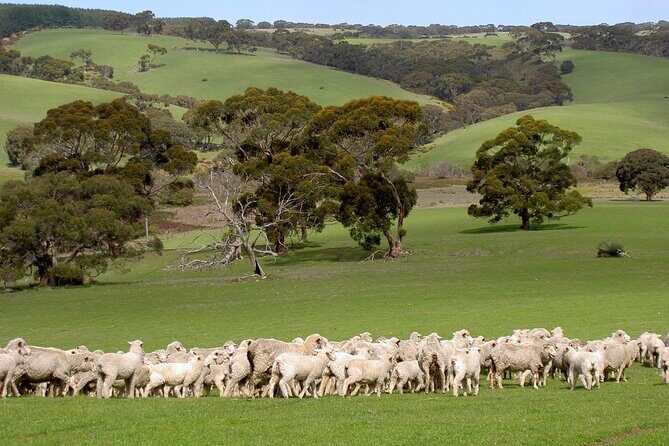Kangaroo Island Luxury Small Group 'Island Life' Full Day Tour - Frequently Asked Questions