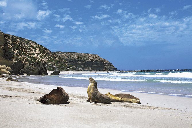 Kangaroo Island Shore Excursion Scenic Trail Tour - The Sum Up
