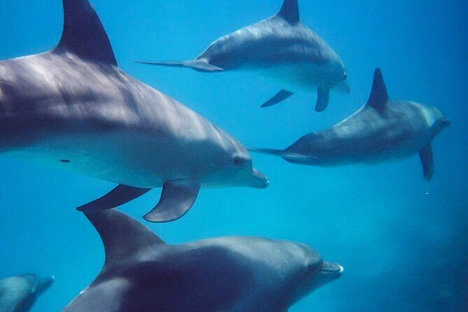 Kangaroo Island - Swim with Dolphins/Seals/Coastal Snorkel - Authentic Traveler Perspectives