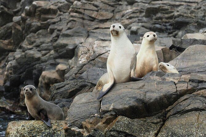 Kangaroo Island Ultimate Adventure Tour departing Kingscote - Practical Details
