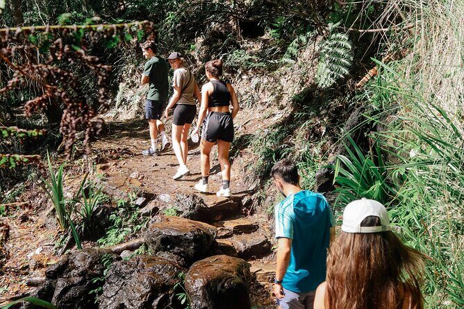 Kangaroos, 6 Springbrook Waterfalls and Natural Bridge Day Tour - The Experience & the Guide