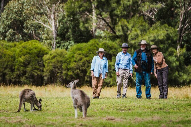 Kangaroos and Koala Experience Tour - The Itinerary in Detail