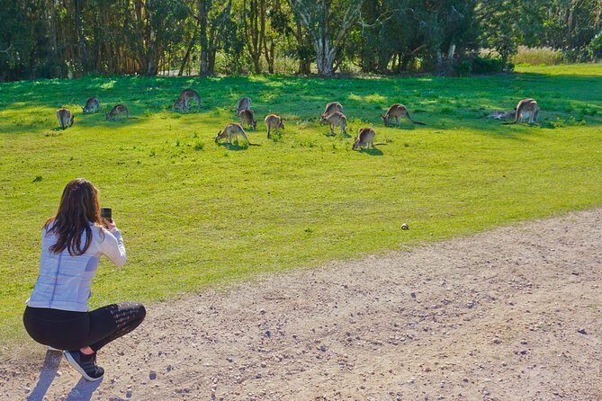 Kangaroos & Koalas in the Wild - Private Nature Experience - What to Expect on the Tour