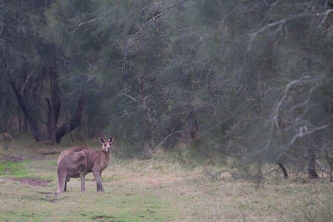 Kangaroos, mangroves and the ocean - Who Is This Tour Best For?
