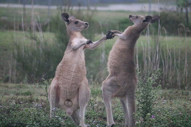 Kangaroos, Rainforest & Waterfalls Experience - Small Group - The Guide and Group Size