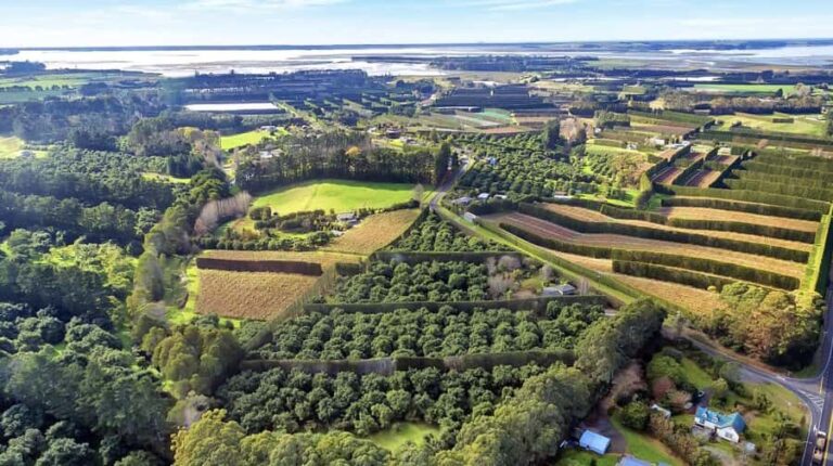 Katikati: Guided Avocado Adventures with Tasty Treats - The Itinerary in Detail