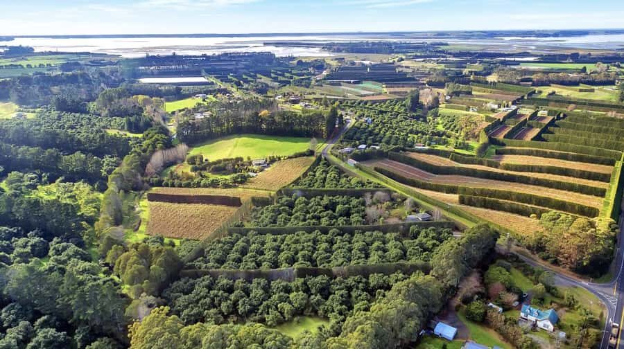 Katikati: Guided Avocado Adventures with Tasty Treats - The Itinerary in Detail