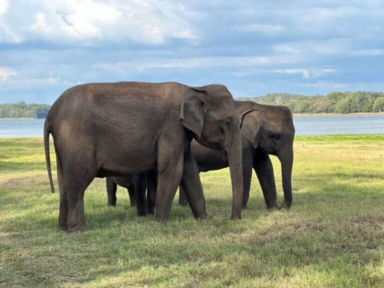 Kaudulla National Park Halfday Jeep Safari with Hotel Pickup - Detailed Breakdown of the Itinerary