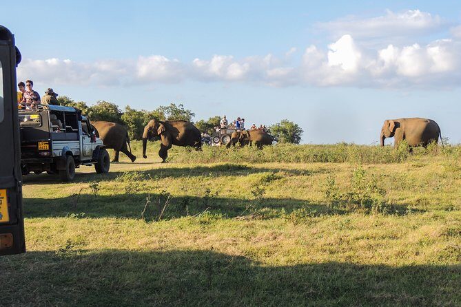 Kaudulla National Park Private Safari - The Drive and the Scenery
