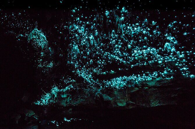 Kawiti Family Glowworm Caves Guided Tour in Bay of Islands - Final Thoughts