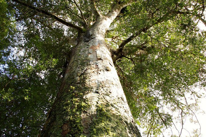 Kawiti Glow Worm Cave Tour & Opua Forest Walk - Practical Tips for Travelers