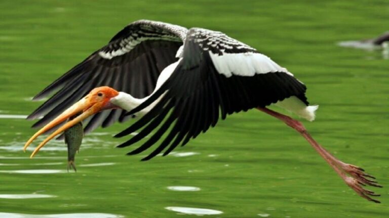 Keoladeo Bird Park Tour with one way transfer Jaipur to Agra - Who Would Enjoy This Tour?
