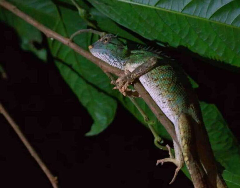 Khao Sok: Private Night Safari Adventure w/ Hotel Transfer - Why It’s a Great Value for Money