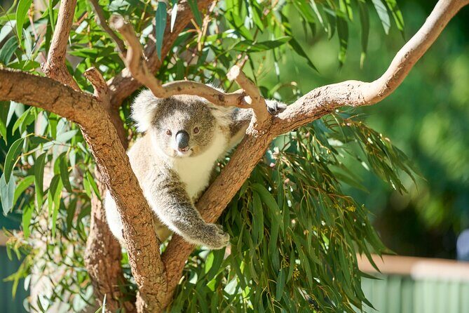Kiama & Kangaroos - Sydney South Coast Escape - An In-Depth Look at the Itinerary