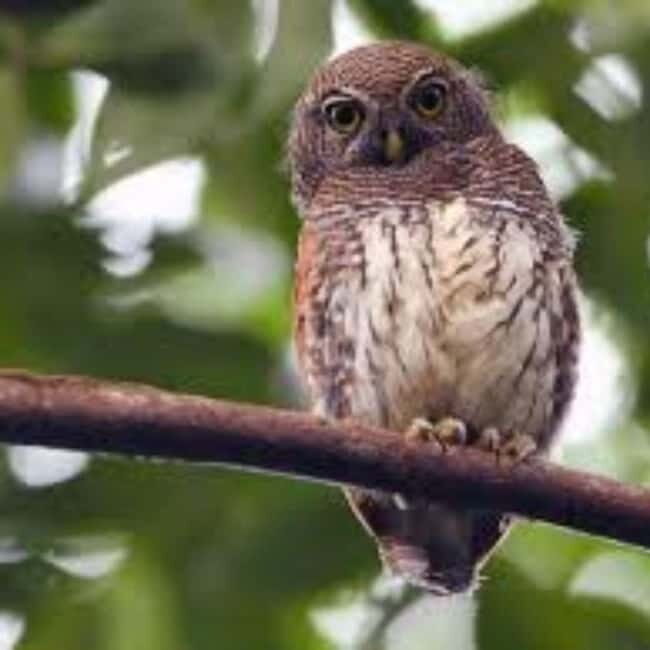 Kitulgala: Guided Full-Day Bird Watching & Cycling Tour - Key Points