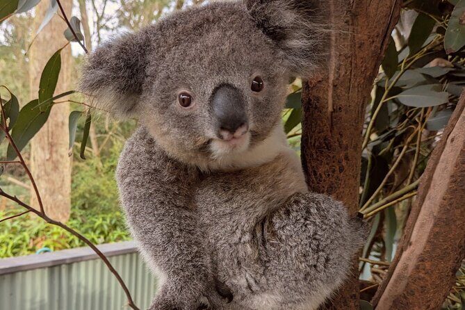 Koala & Kangaroos Experience, Waterfalls and Scenic Train Journey - Pricing and Value