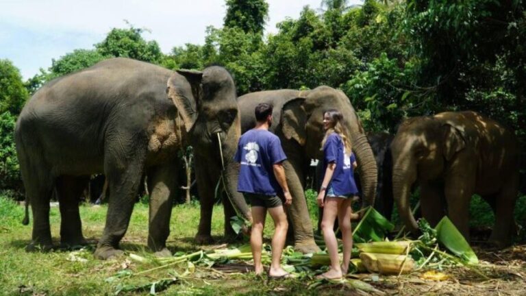 Koh Samui: 4x4 Sightseeing Safari & Elephant Sanctuary Tour - What to Expect During the Day