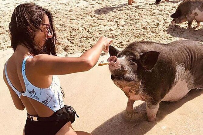 kohsamui.tours - Pig Island Snorkeling Eco Tour by Speed Boat - What’s Included and What’s Not