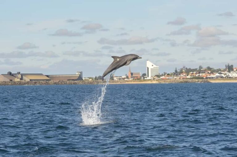 Koombana Bay: Dolphin Eco Cruise - Practical Tips for Your Dolphin Eco Cruise
