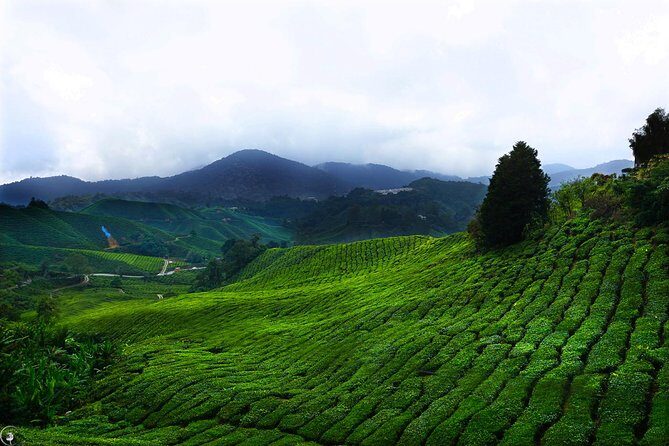 Kuala Lumpur to Cameron Highlands - Booking and Pricing: Straightforward and Transparent
