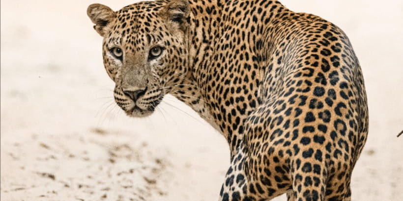 Kumana National Park: Morning or Afternoon Leopard Safari - What Makes This Safari Special?