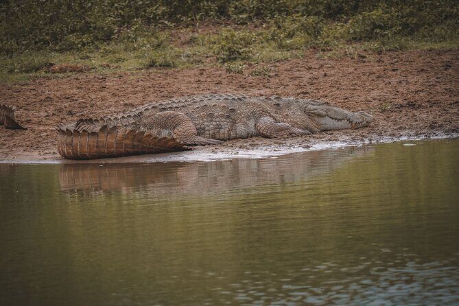 Kumana Safari Drive from Arugam Bay - Practicalities and Tips