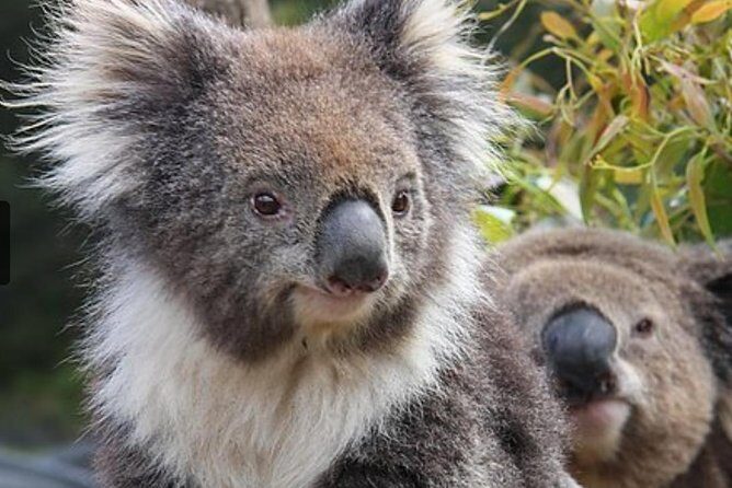 Kuranda Koala Gardens General Entry Ticket - Overview of the Experience