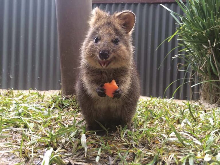 Kuranda Koala Gardens Park Entry - Why This Experience Works