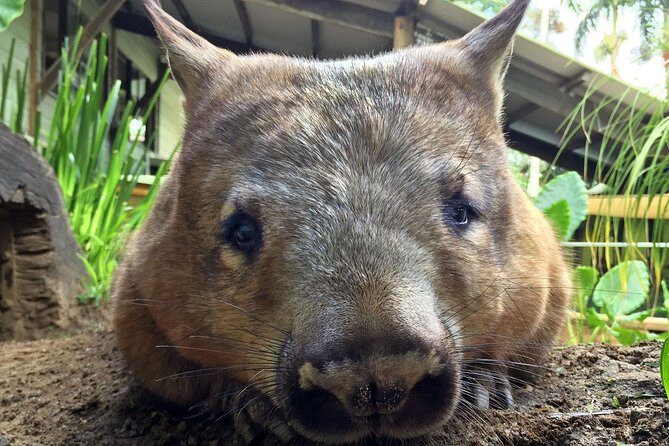 Kuranda Rainforestation Nature Park Ticket (BNP) - What Travelers Should Know Before Visiting