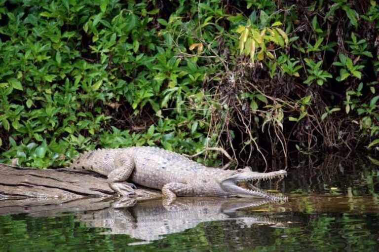 Kuranda: Riverboat Tour - The Experience: A Deep Dive