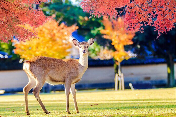 Kyoto Arashiyama and Nara Tour with Sagano Train, Giikawa Honpo - The Sum Up: Is It Worth It?