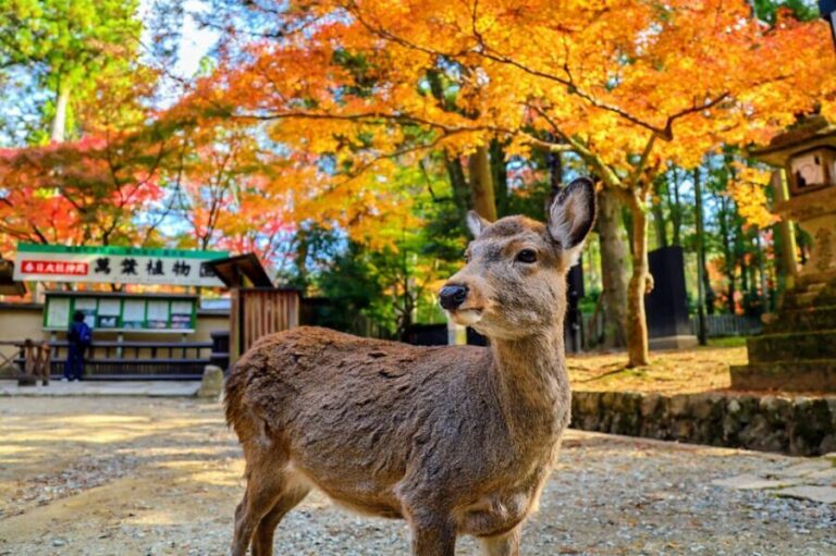 Kyoto: Historical Nara & Kyoto Bus Tour - Who Is This Tour Best For?