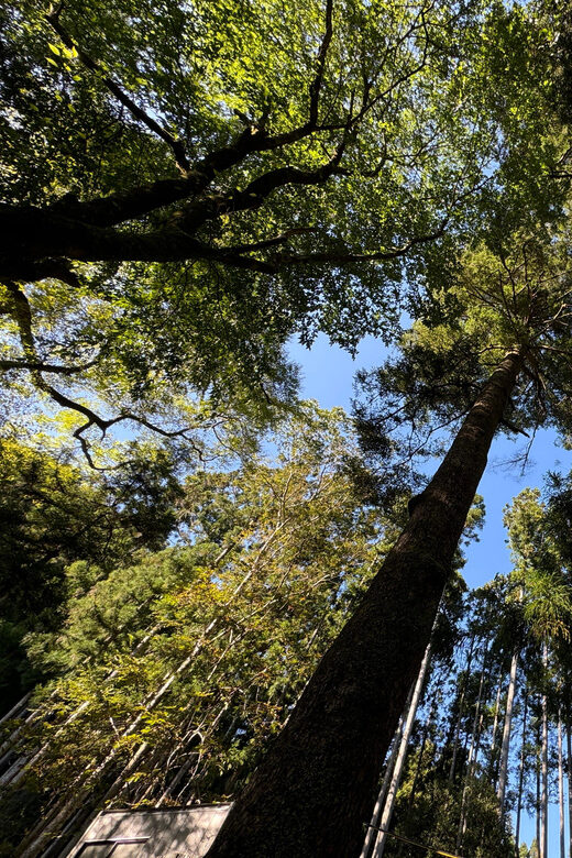 Kyoto: Kifune Shrine and the Sacred Kifune Valley Day Trip - What Makes This Tour Stand Out